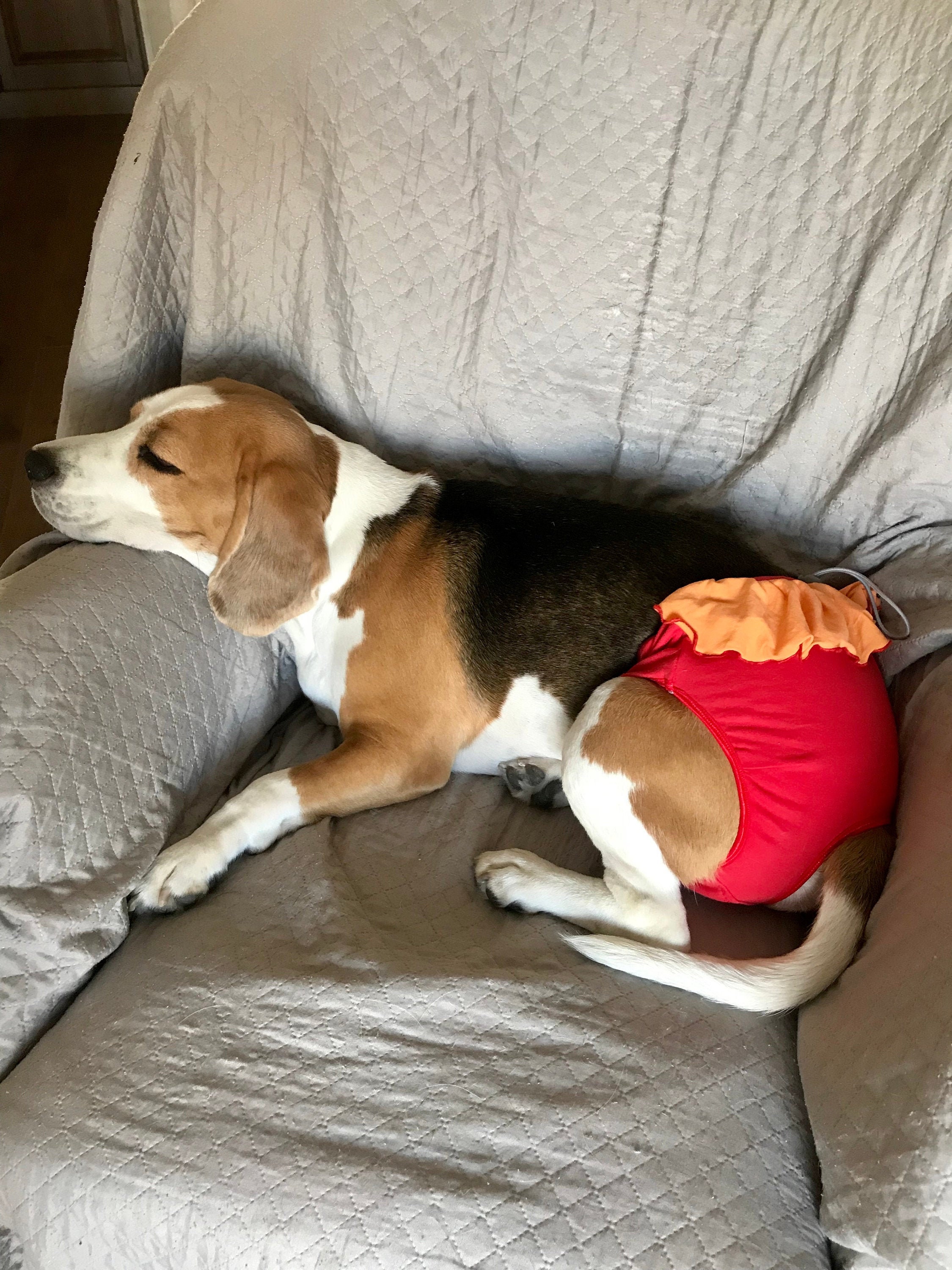 washable female dog diapers