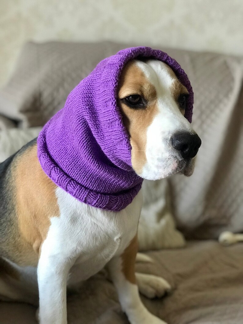 hats for dogs with big ears