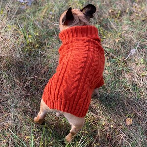 Pu&ograve; includere: Un cagnolino indossa un maglione a trecce arancione brillante, in piedi nell'erba. Il maglione ha un collo alto a coste e un motivo strutturato. Il cane &egrave; visto da dietro, con le orecchie visibili.