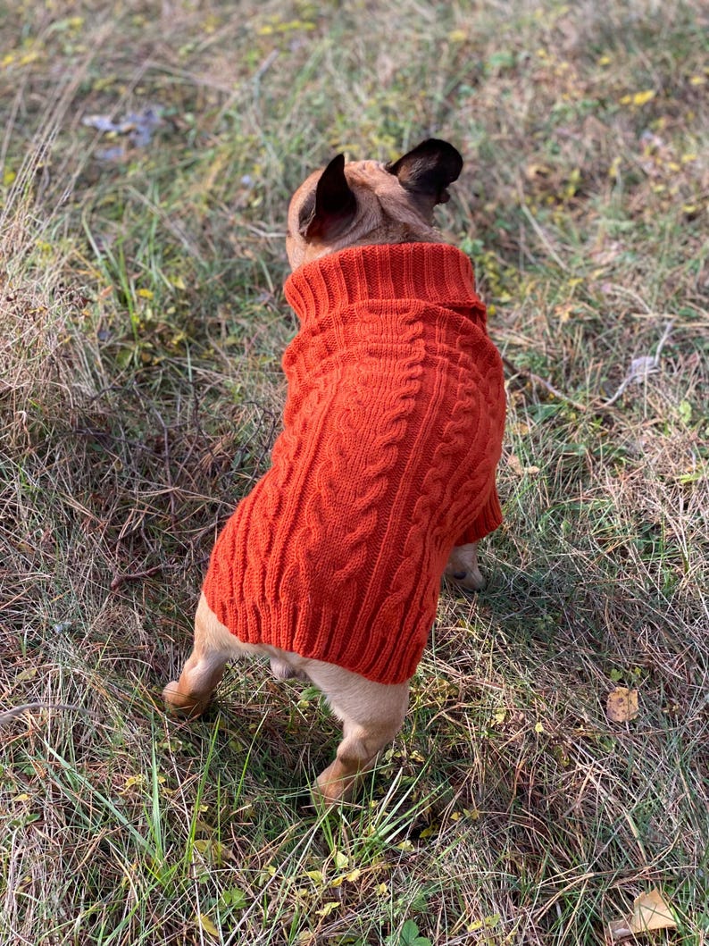 Pu&ograve; includere: Un cagnolino indossa un maglione a trecce arancione brillante, in piedi nell'erba. Il maglione ha un collo alto a coste e un motivo strutturato. Il cane &egrave; visto da dietro, con le orecchie visibili.