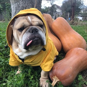 Raincoat For Dogs, Yellow Dog Raincoat with Lining, Raincoat For Bulldogs, Personalization Raincoat For Big  Dogs