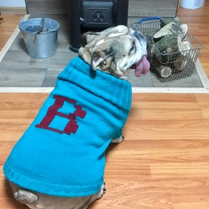 May include: A bulldog wearing a teal blue sweater with a red embroidered letter "B" on the front. The dog is sitting on a wooden floor in front of a fireplace.