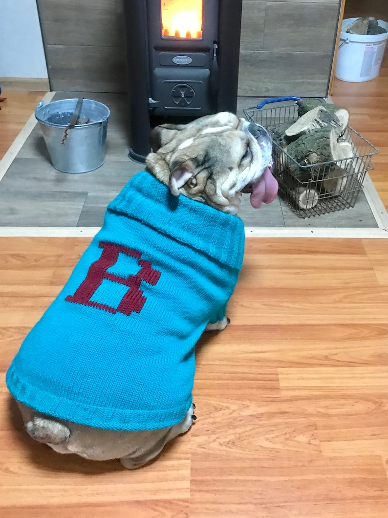 May include: A bulldog wearing a teal blue sweater with a red embroidered letter "B" on the front. The dog is sitting on a wooden floor in front of a fireplace.
