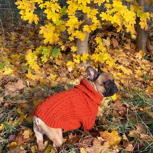 Pu&ograve; includere: Un bulldog francese con un maglione arancione a trecce &egrave; in mezzo a foglie autunnali cadute e fogliame giallo. Il cane &egrave; marrone chiaro con muso e orecchie neri. Il maglione ha un collo alto.