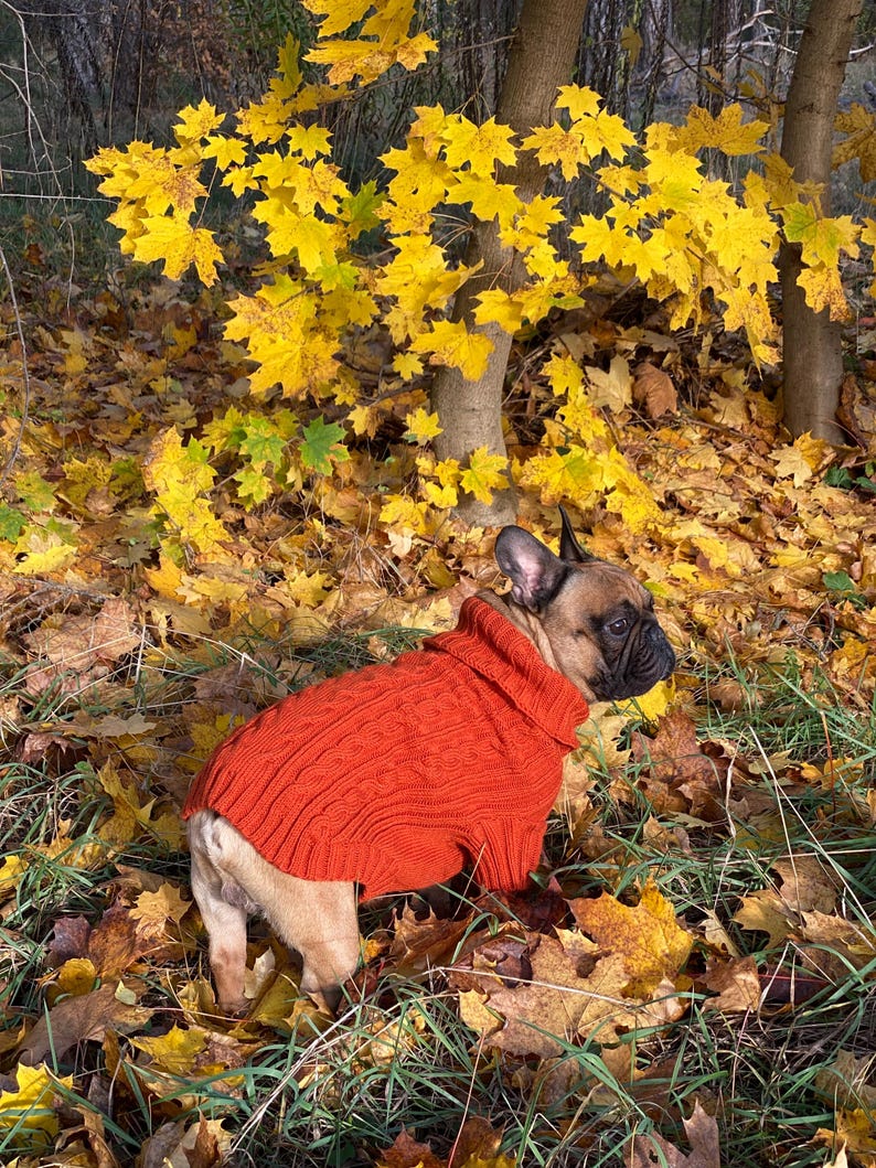 Pu&ograve; includere: Un bulldog francese con un maglione arancione a trecce &egrave; in mezzo a foglie autunnali cadute e fogliame giallo. Il cane &egrave; marrone chiaro con muso e orecchie neri. Il maglione ha un collo alto.
