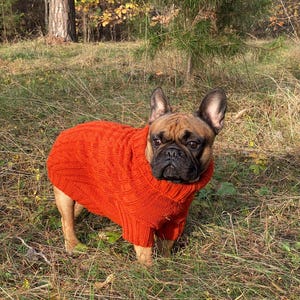 Pu&ograve; includere: Un bulldog francese marrone indossa un maglione arancione brillante a trecce. Il cane ha un muso nero e orecchie scure. Il maglione copre il corpo del cane. Lo sfondo &egrave; erboso e boscoso.