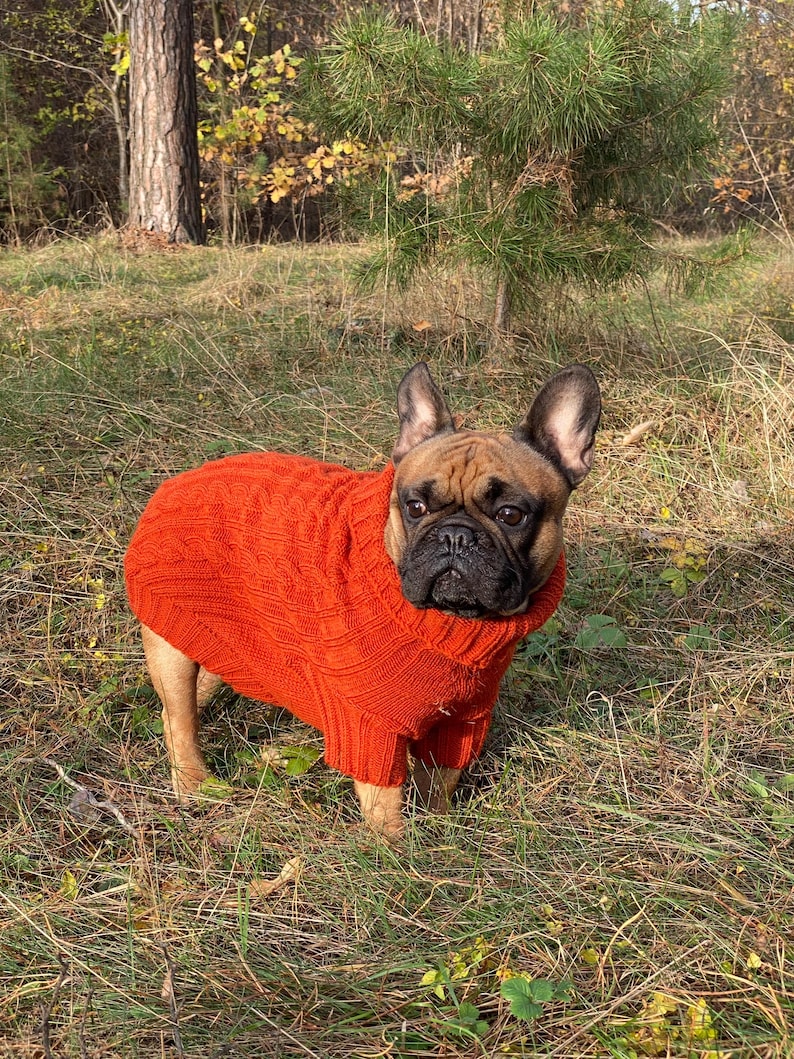 Pu&ograve; includere: Un bulldog francese marrone indossa un maglione arancione brillante a trecce. Il cane ha un muso nero e orecchie scure. Il maglione copre il corpo del cane. Lo sfondo &egrave; erboso e boscoso.