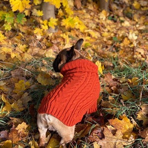 Pu&ograve; includere: Un bulldog francese con un maglione arancione bruciato a trecce &egrave; in piedi in un letto di foglie autunnali cadute. Il cane &egrave; di spalle alla fotocamera, con la testa leggermente girata a sinistra. Lo sfondo presenta foglie gialle e tronchi d'albero.