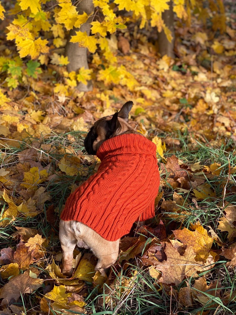 Pu&ograve; includere: Un bulldog francese con un maglione arancione bruciato a trecce &egrave; in piedi in un letto di foglie autunnali cadute. Il cane &egrave; di spalle alla fotocamera, con la testa leggermente girata a sinistra. Lo sfondo presenta foglie gialle e tronchi d'albero.