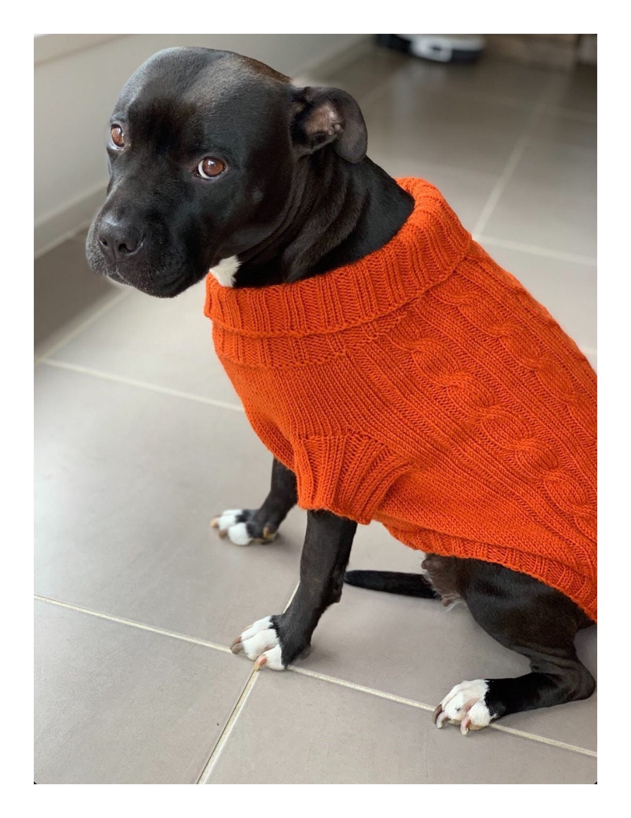 orange dog sweater