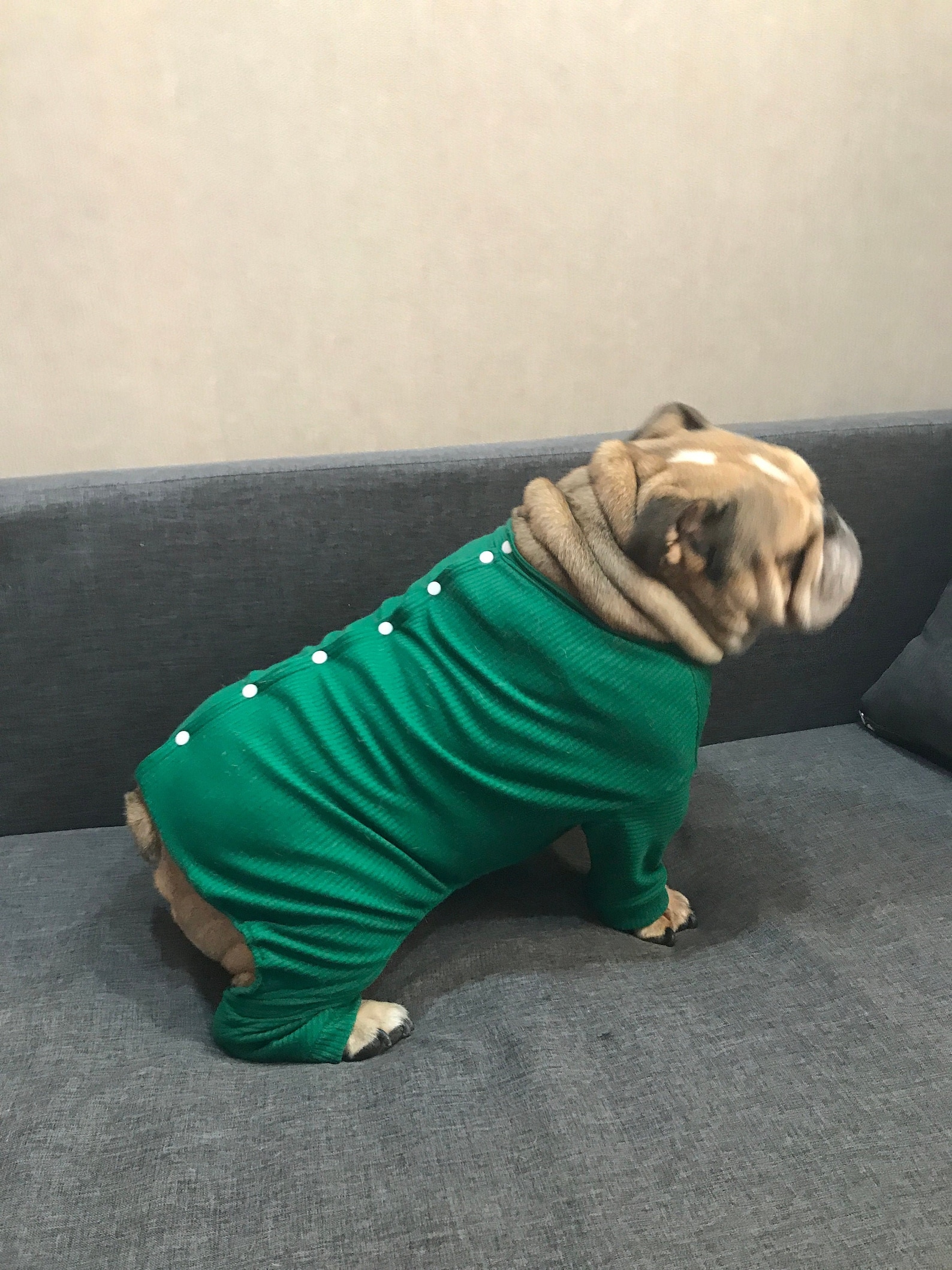 Custom Dog Pajamas for Large Dogs Pyjamas for Bulldog Etsy