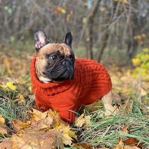 May include: A French Bulldog wearing a cable-knit orange sweater, amidst fallen autumn leaves and grass. The dog has a brown and black coat and is looking to the side. The background shows blurred trees and foliage.