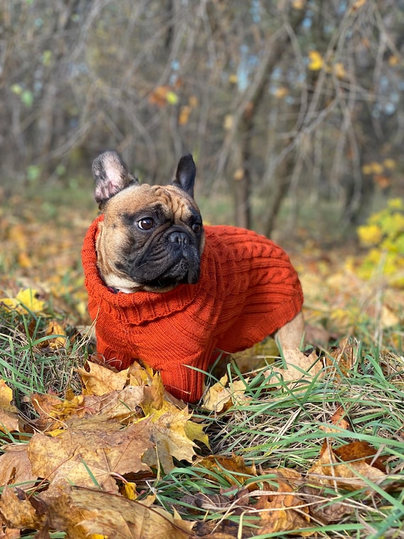 Personalized Dog Sweater, Custom Dog Sweater, Bulldog Sweater, Sweater For French Bulldog, Jumper For English Bulldog