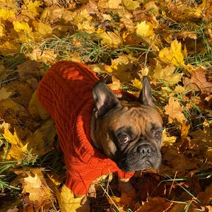 Pu&ograve; includere: Un bulldog francese marrone con un maglione arancione brillante a trecce, circondato da foglie autunnali gialle e marroni cadute. Il cane guarda in alto. L'immagine &egrave; scattata all'aperto con luce naturale.