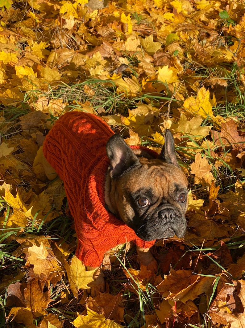 Pu&ograve; includere: Un bulldog francese marrone con un maglione arancione brillante a trecce, circondato da foglie autunnali gialle e marroni cadute. Il cane guarda in alto. L'immagine &egrave; scattata all'aperto con luce naturale.