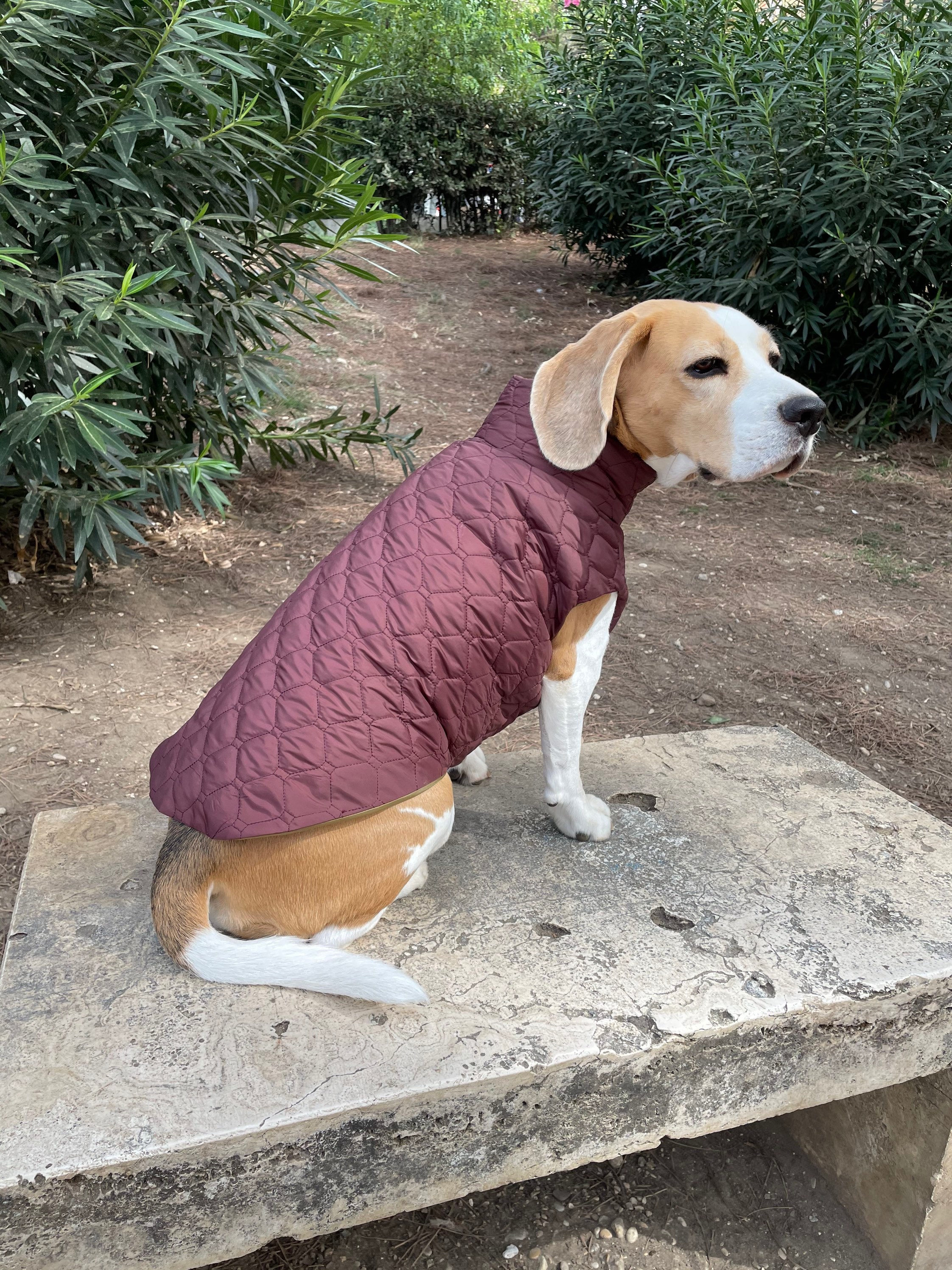 female dog jackets