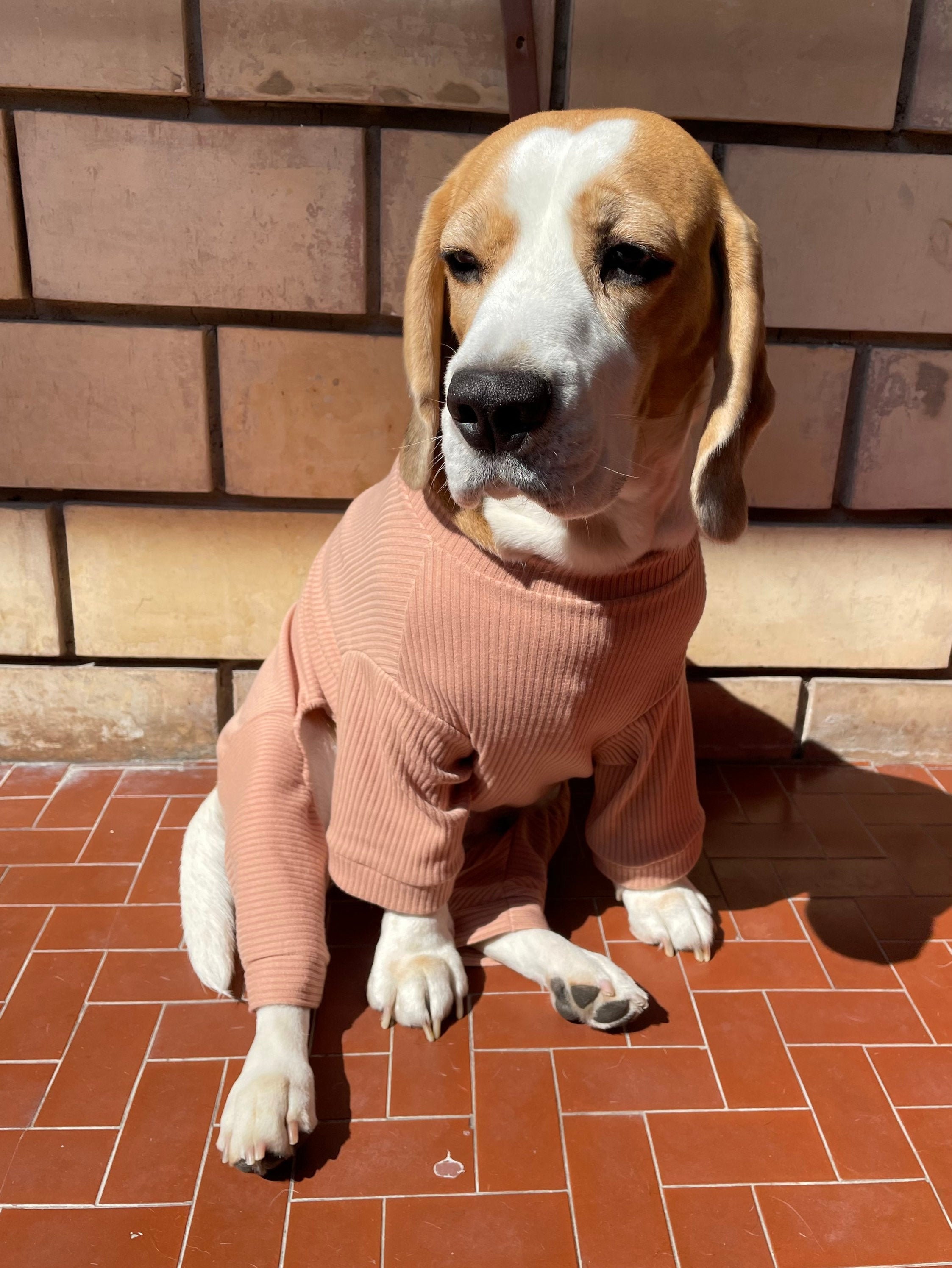 Can Dog Sleep In Sweater