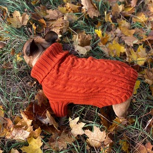 Pu&ograve; includere: Un cane indossa un maglione a trecce color ruggine, sdraiato in un letto di foglie autunnali cadute. Il maglione ha un collo alto e a coste. Le foglie sono gialle e marroni.