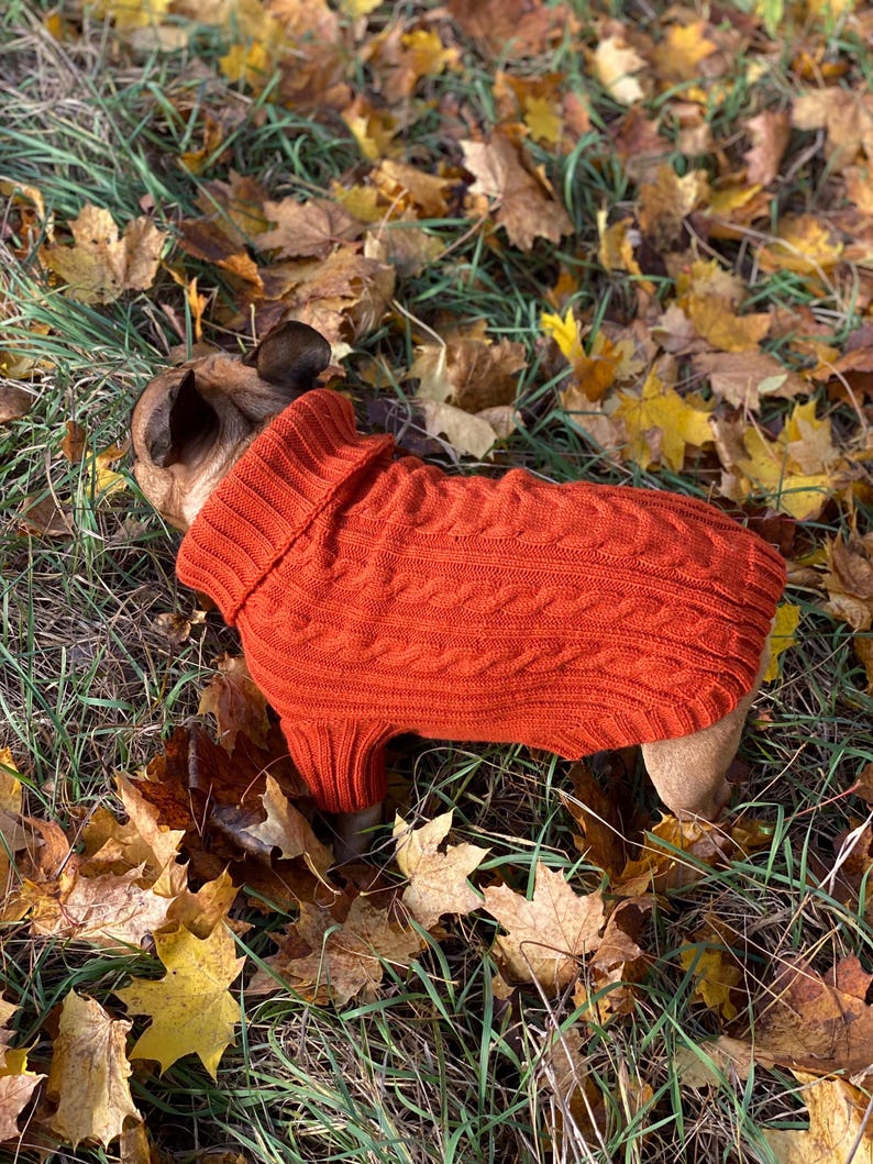 Pu&ograve; includere: Un cane indossa un maglione a trecce color ruggine, sdraiato in un letto di foglie autunnali cadute. Il maglione ha un collo alto e a coste. Le foglie sono gialle e marroni.