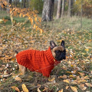 Pu&ograve; includere: Un bulldog francese indossa un maglione a trecce arancione brillante in un ambiente forestale. Il cane &egrave; circondato da foglie cadute nei toni del giallo e del marrone, con alberi sullo sfondo. Il maglione ha un collo alto.