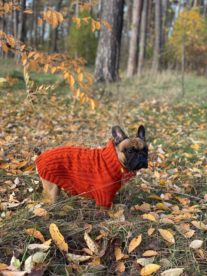 Pu&ograve; includere: Un bulldog francese indossa un maglione a trecce arancione brillante in un ambiente forestale. Il cane &egrave; circondato da foglie cadute nei toni del giallo e del marrone, con alberi sullo sfondo. Il maglione ha un collo alto.