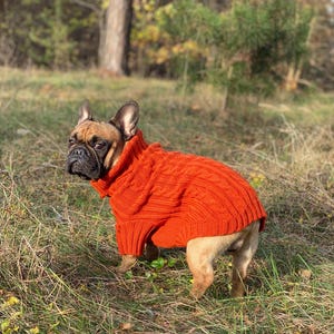 Pu&ograve; includere: Un bulldog francese con un maglione arancione a trecce in un campo erboso. Il cane ha un muso nero e pelo marrone. Il maglione ha un collo alto e copre il corpo del cane.