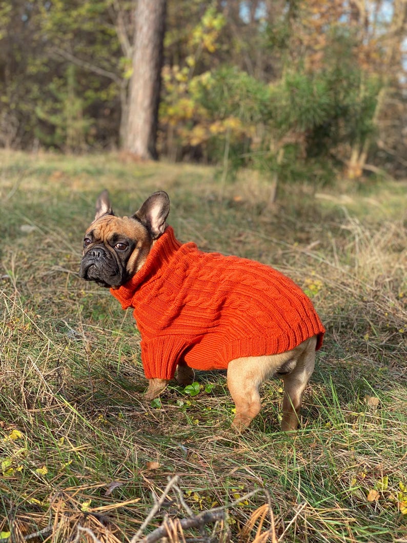 Pu&ograve; includere: Un bulldog francese con un maglione arancione a trecce in un campo erboso. Il cane ha un muso nero e pelo marrone. Il maglione ha un collo alto e copre il corpo del cane.