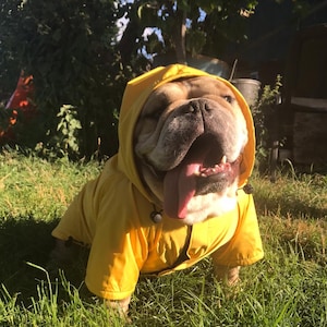 Yellow Dog Raincoat with Sport Lining: Bulldog Rain Jacket