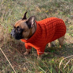 Pu&ograve; includere: Un bulldog francese indossa un maglione a trecce arancione brillante. Il cane &egrave; in piedi nell'erba alta, con la testa girata di lato. Il maglione copre il corpo del cane, offrendo calore e stile. Il pelo del cane &egrave; marrone e nero.