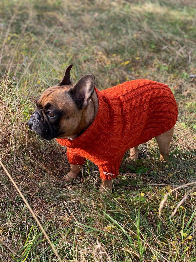 Pu&ograve; includere: Un bulldog francese indossa un maglione a trecce arancione brillante. Il cane &egrave; in piedi nell'erba alta, con la testa girata di lato. Il maglione copre il corpo del cane, offrendo calore e stile. Il pelo del cane &egrave; marrone e nero.