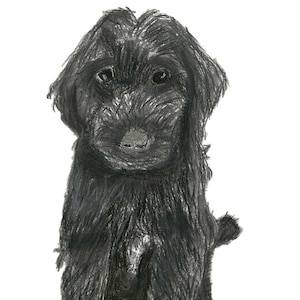 Labradoodle Print