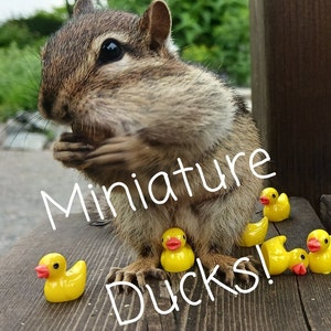 Miniature Yellow Ducks