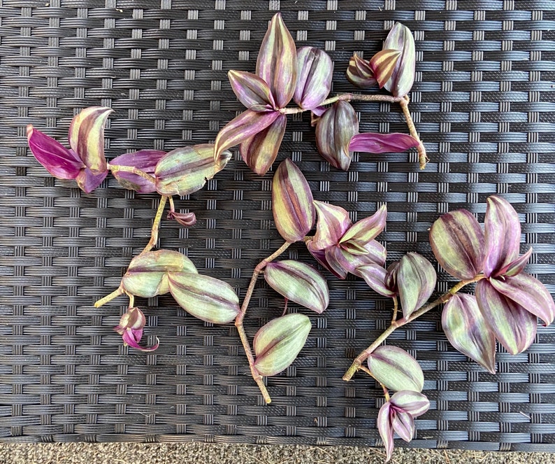 Wandering Jew Purple Inch Plant Unrooted Cuttings Easy