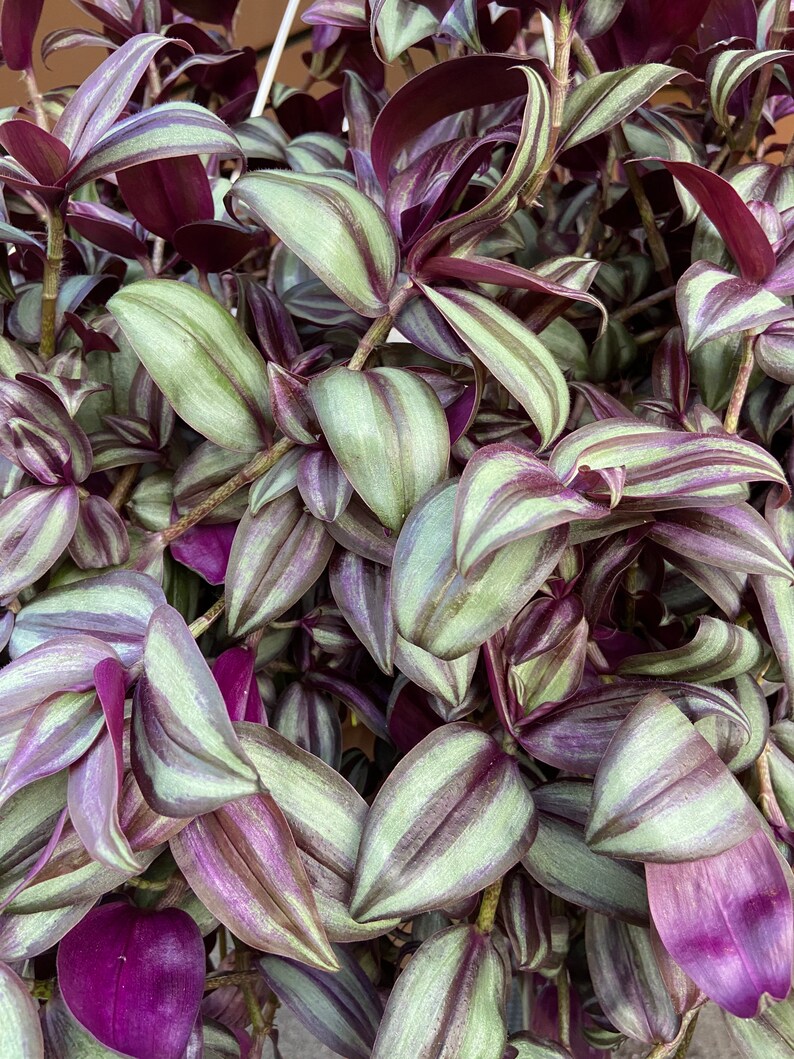 Wandering Jew Purple Inch Plant Unrooted Cuttings Easy Grow Etsy