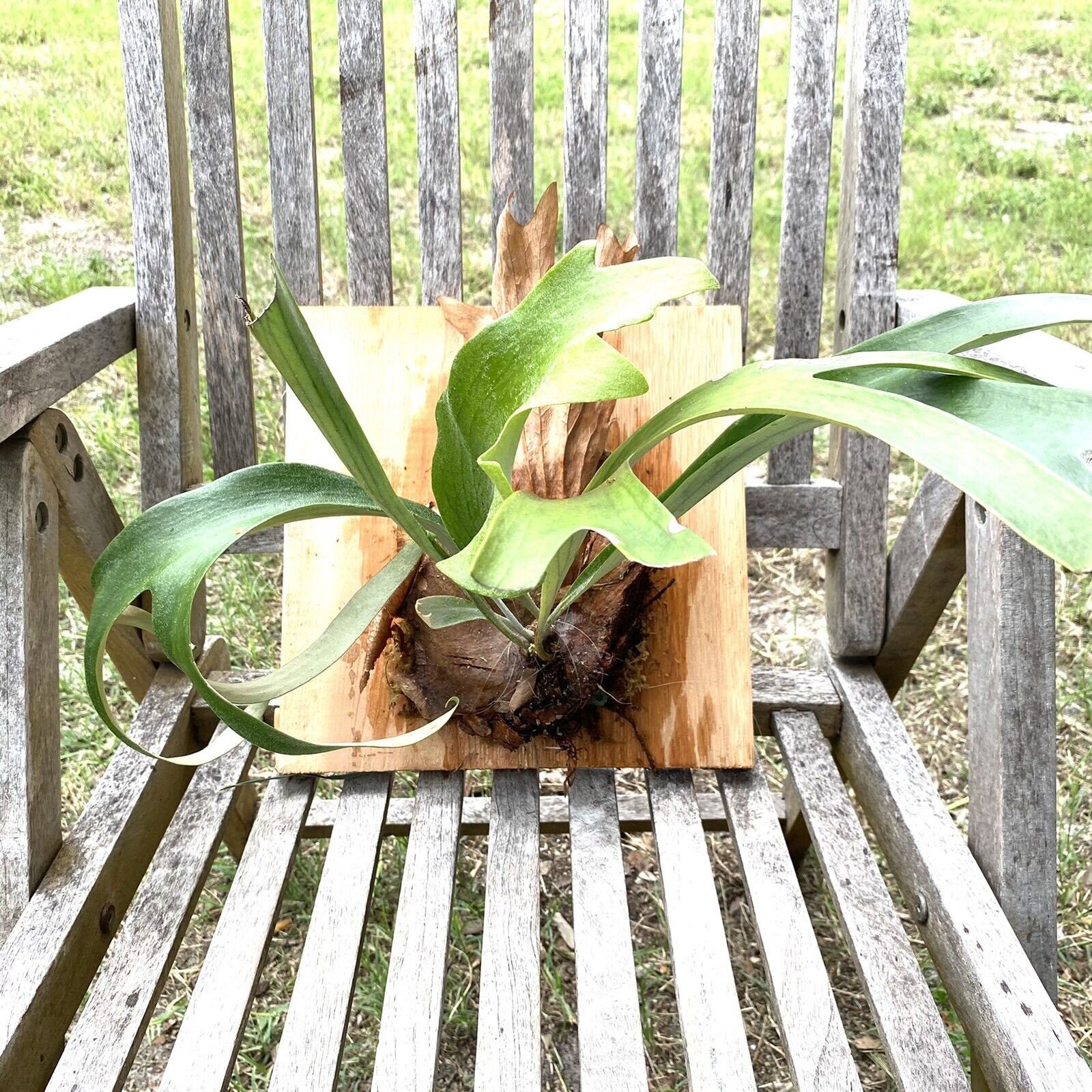 Staghorn Fern Platycerium Willinckii X Veitchii Hybrid Mounted on Ceder