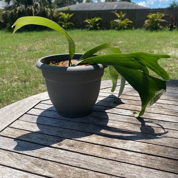 Staghorn Fern Pups - Etsy