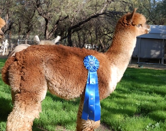 100%  Alpaca Yarn