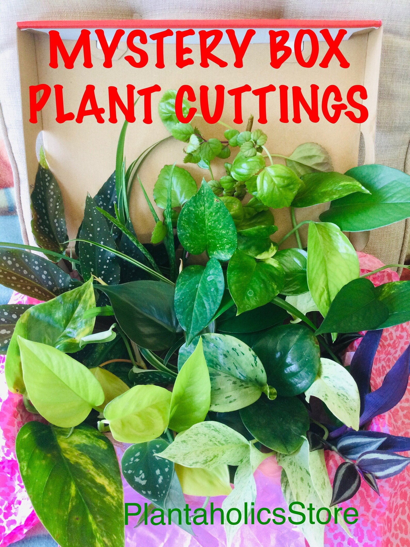 Mystery Box Plant Cuttings 10 Live Plant Cuttings. Fast