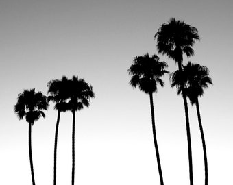 Shoreline Drive Palm Tree Sunset Impresión en blanco y negro, Silueta, Santa Bárbara, Sur de California, Paisaje Foto, Decoración Tropical