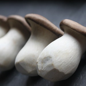 King Oyster Culture (Pleurotus eryngii)