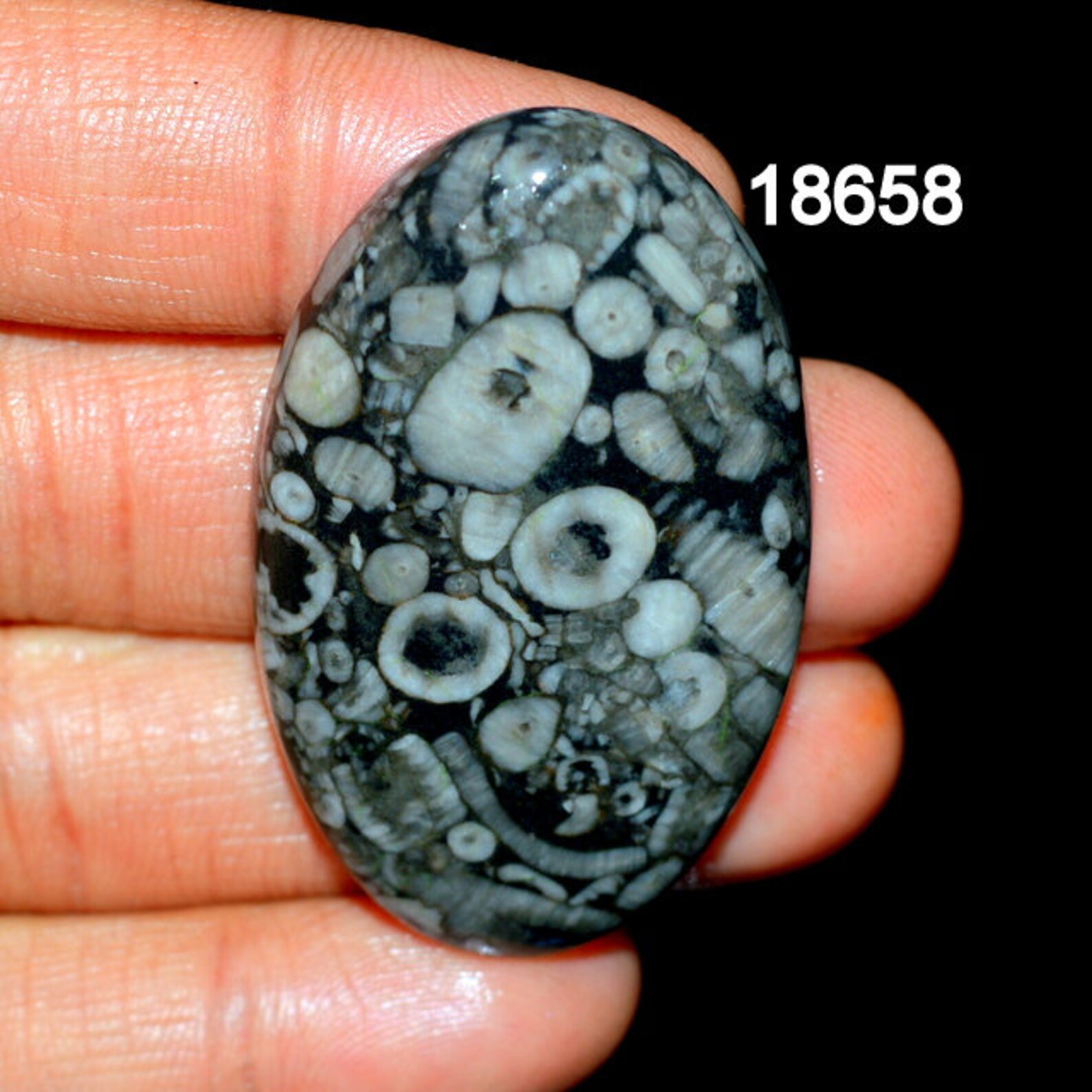 SHELL FOSSIL JASPER A One Quality 100 Natural Shell Fossil Etsy