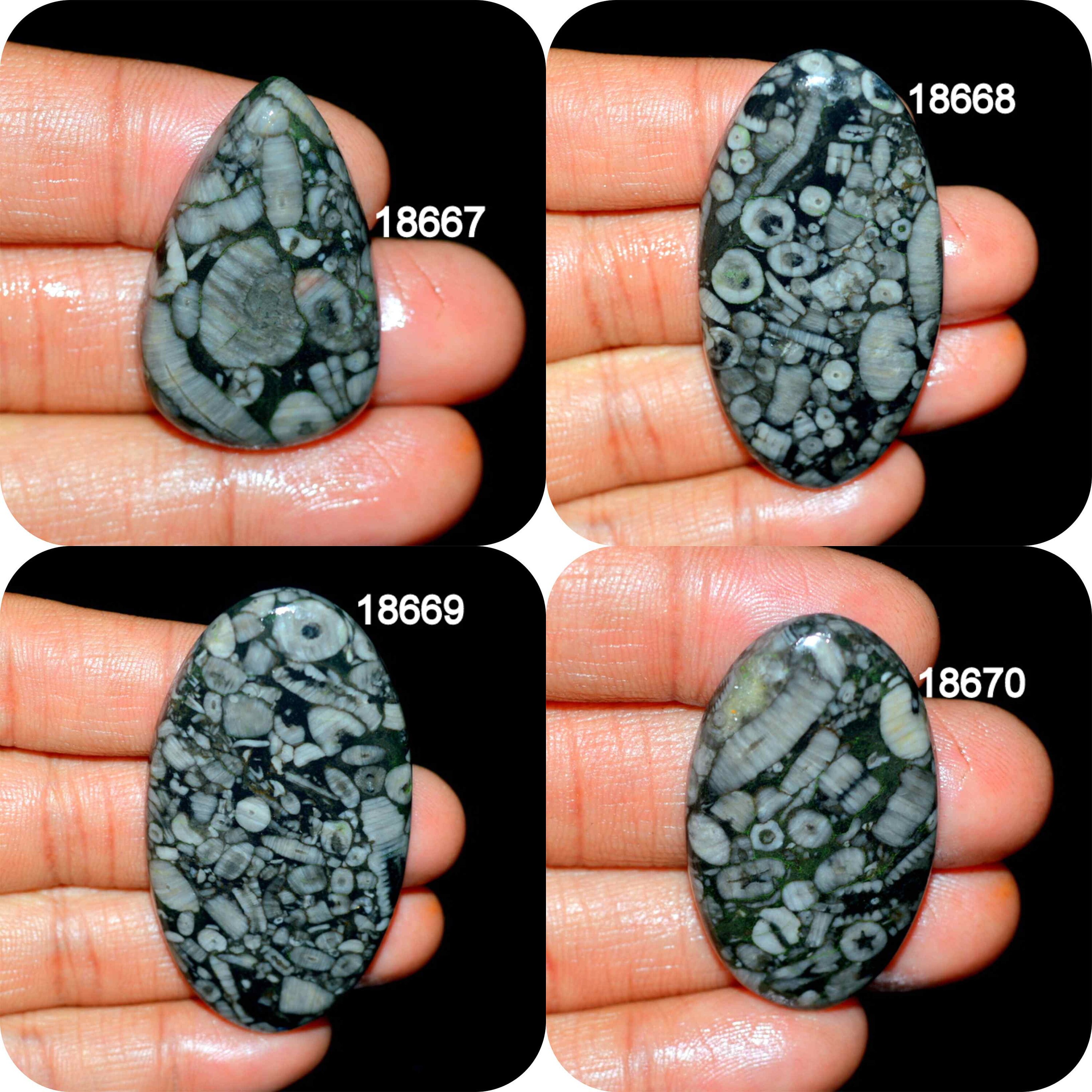 SHELL FOSSIL JASPER A One Quality 100 Natural Shell Fossil Etsy