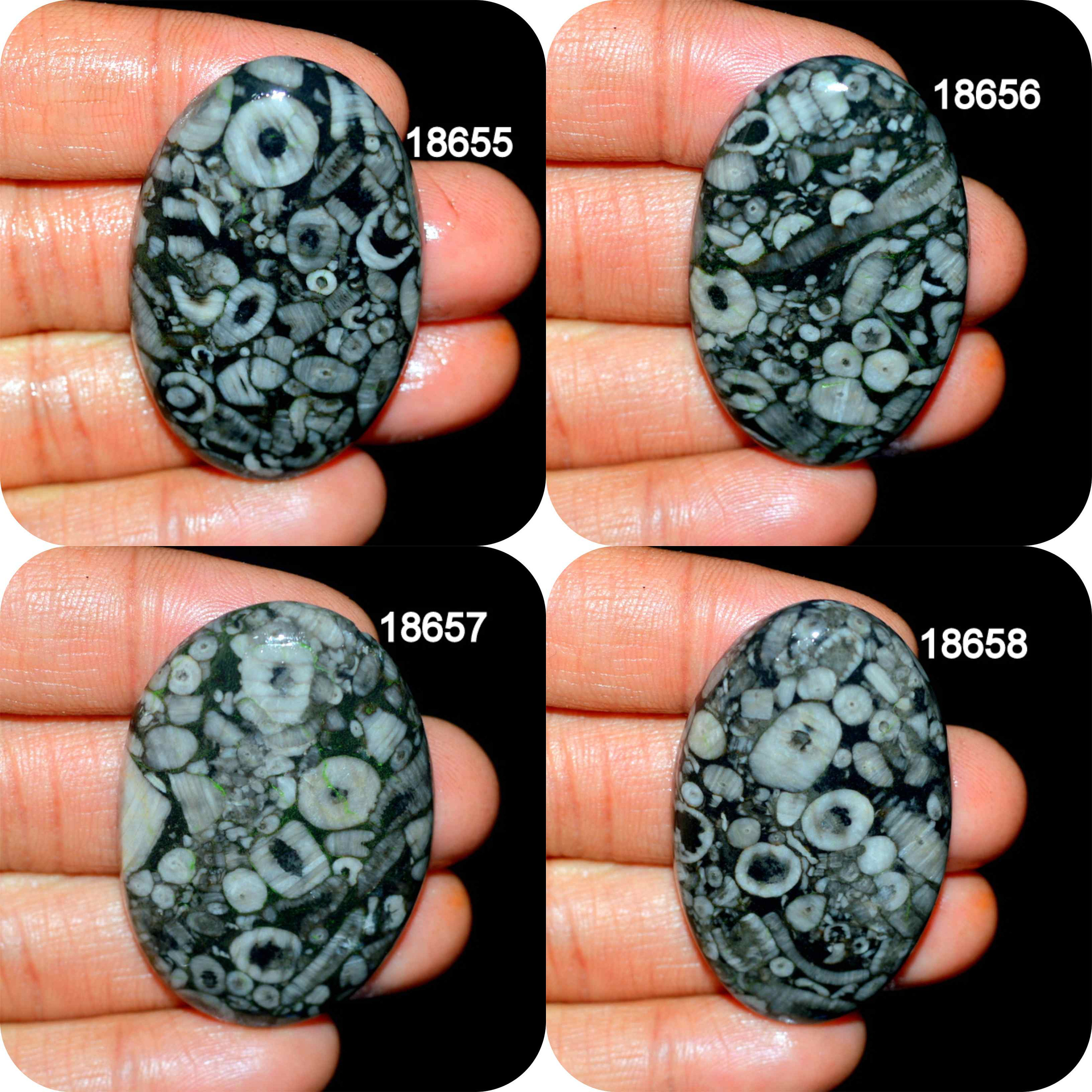 SHELL FOSSIL JASPER A One Quality 100 Natural Shell Fossil Etsy