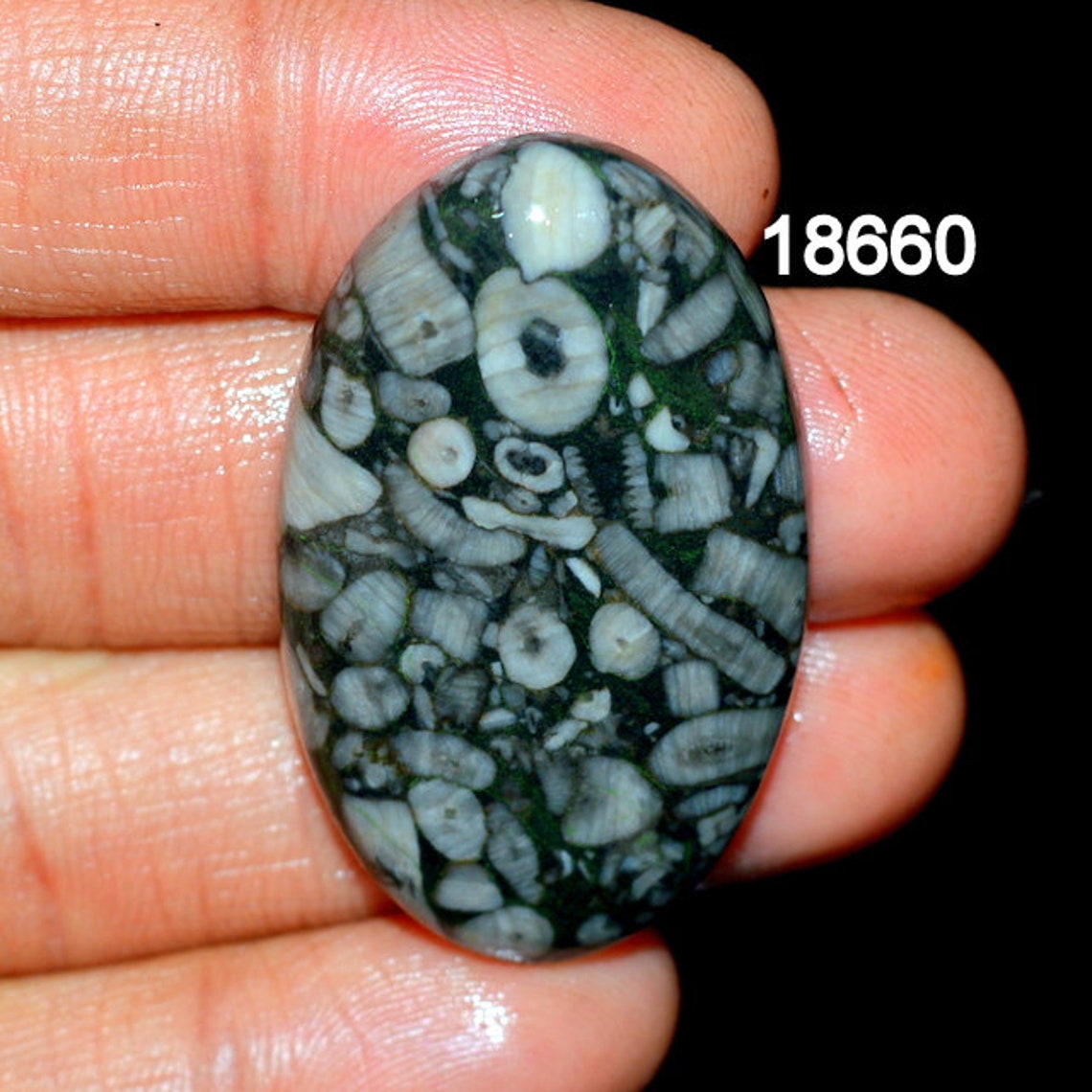 SHELL FOSSIL JASPER A One Quality 100 Natural Shell Fossil Etsy