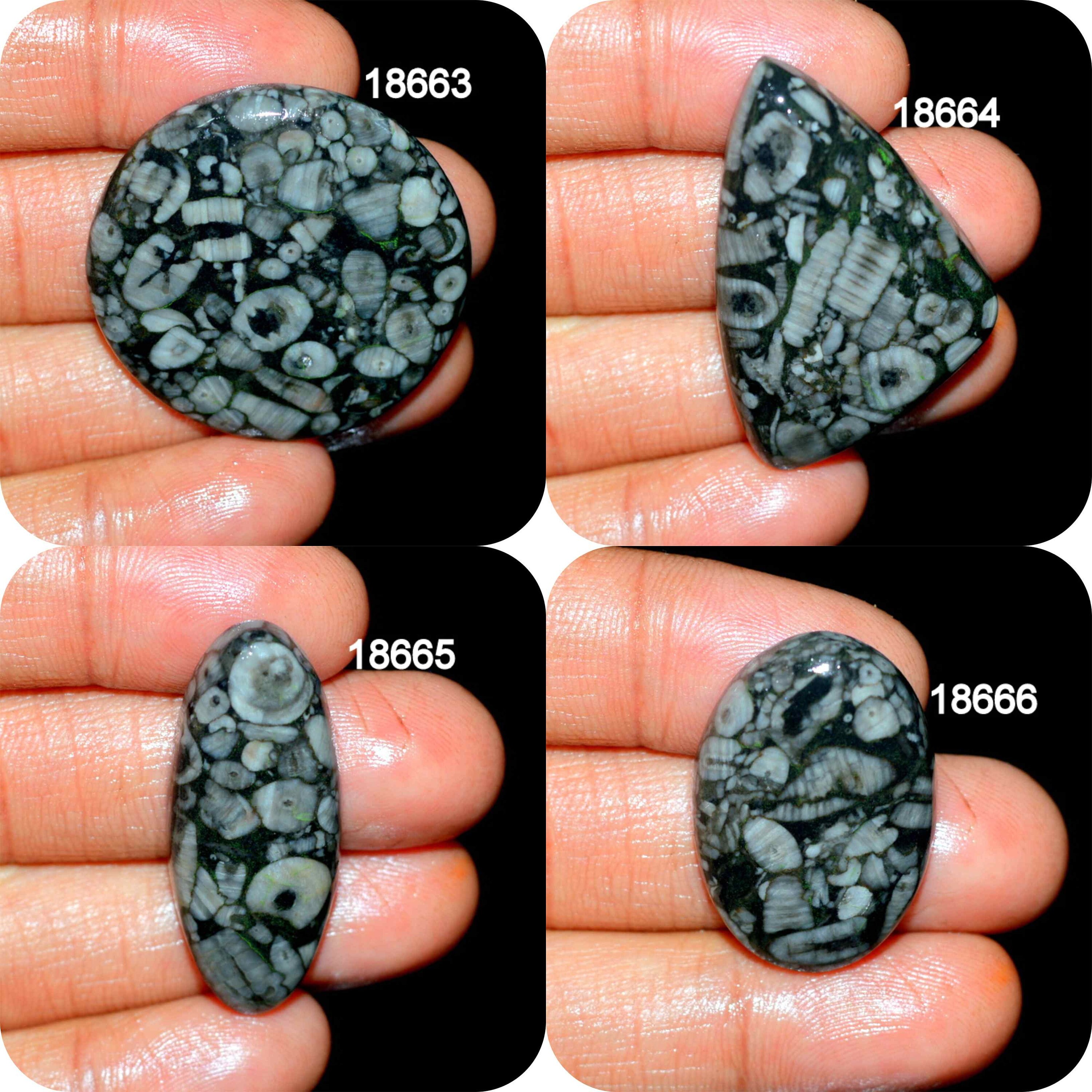 SHELL FOSSIL JASPER A One Quality 100 Natural Shell Fossil Etsy