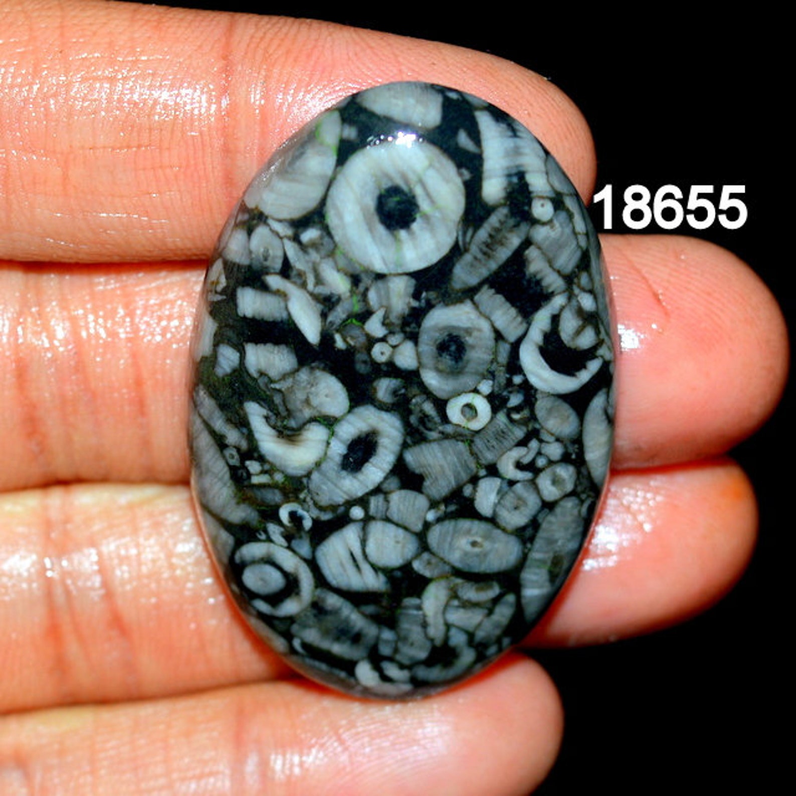 SHELL FOSSIL JASPER A One Quality 100 Natural Shell Fossil Etsy