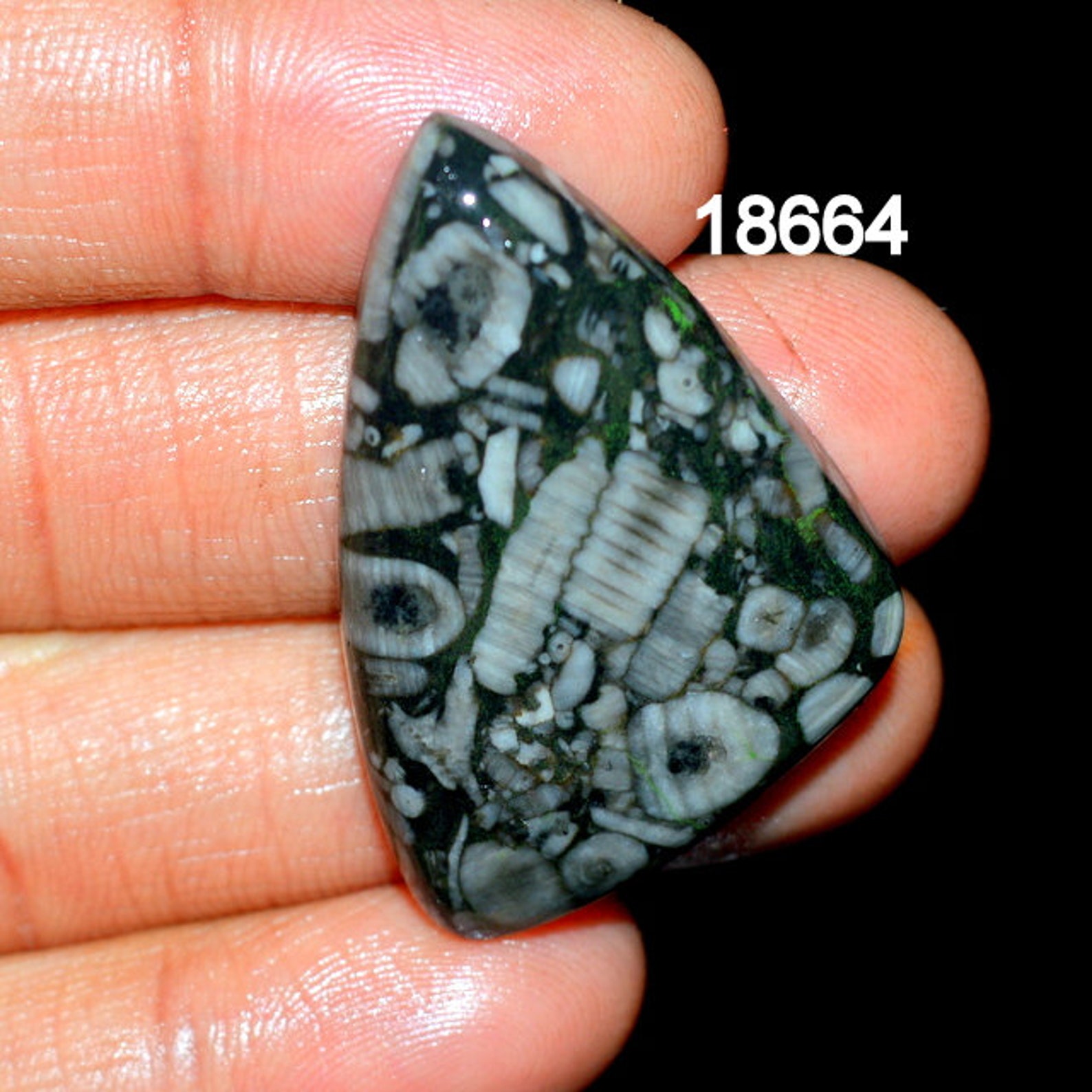 SHELL FOSSIL JASPER A One Quality 100 Natural Shell Fossil Etsy