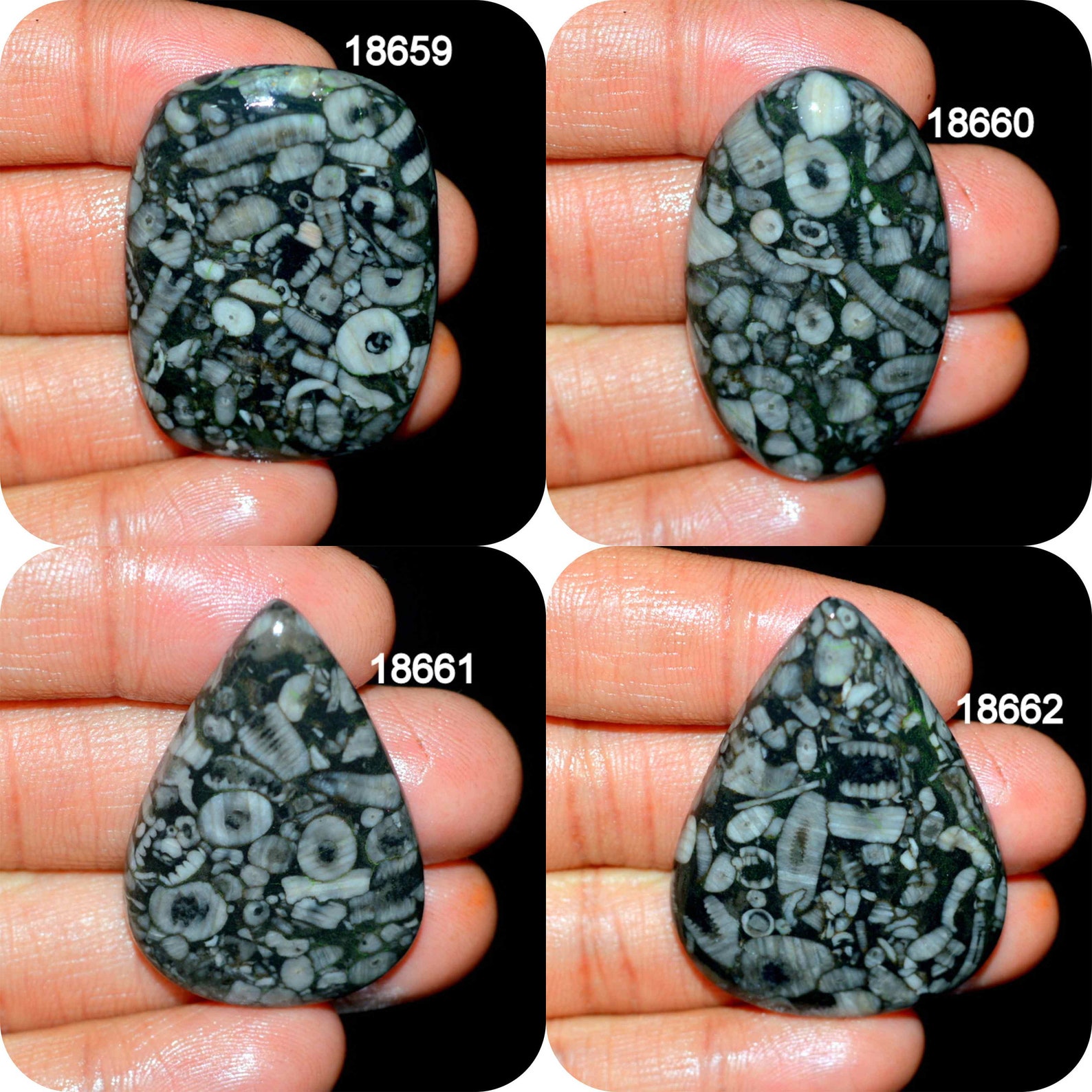 SHELL FOSSIL JASPER A One Quality 100 Natural Shell Fossil Etsy