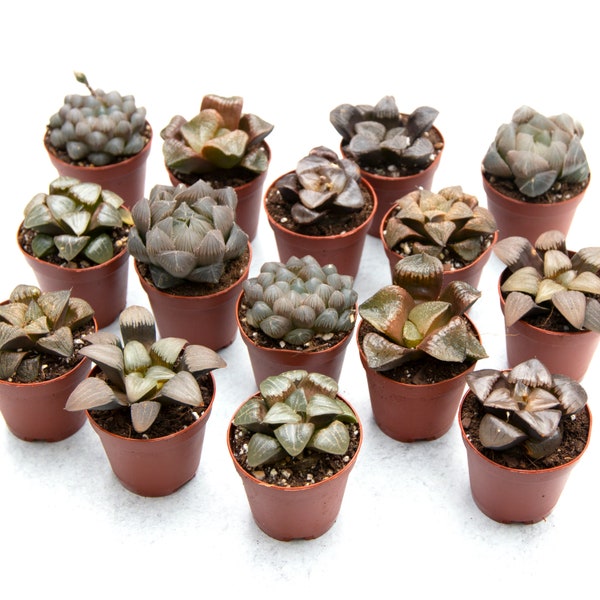 2" Glass Haworthia Variety Pack