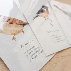 May include: Three watercolor illustrations of birds on white cards. The top card features a brown and white bird with the text "Saxicola torquata". The middle card features a brown and white bird with the text "Passer montanus". The bottom card features a gray and white bird with the text "Eurasian tree sparrow".